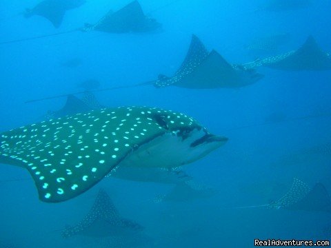 Schooling spotted eagle rays | Deep Blue Diving, Costa Rica, Playas Del Coco | Playas del Coco, Costa Rica | Scuba Diving & Snorkeling | Image #1/7 | 