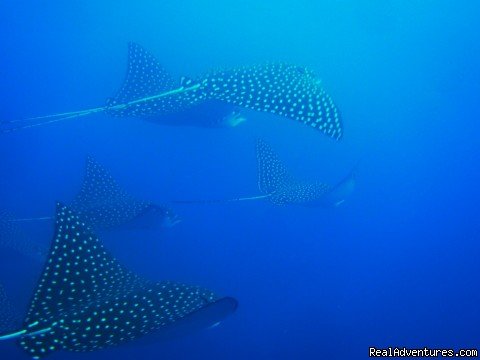 Spotted eagle rays at Virador | Deep Blue Diving, Costa Rica, Playas Del Coco | Image #7/7 | 