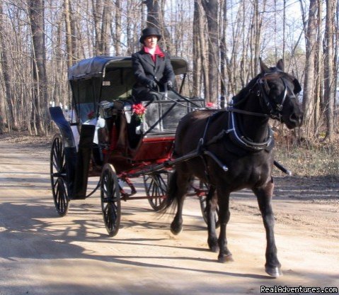 Horse Drawn Sleigh Rides & Carriages Rides  | Image #13/14 | 