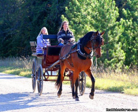 Horse Drawn Sleigh Rides & Carriages Rides  | Image #14/14 | 