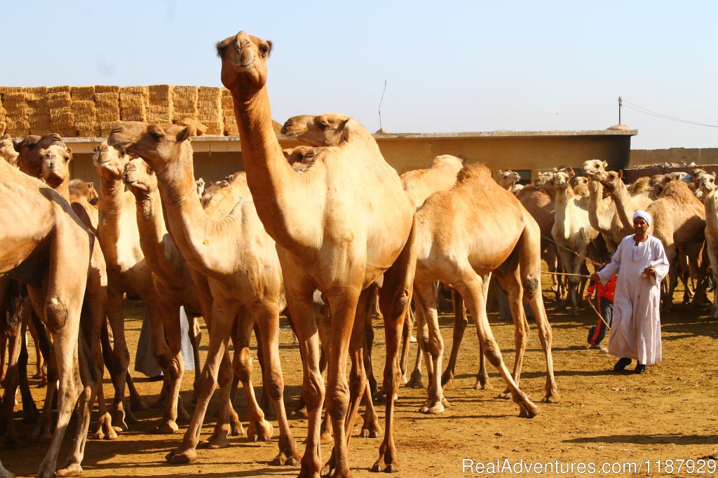 Day Tour To The Camel Market | Pharaonic tour guide | Image #20/26 | 