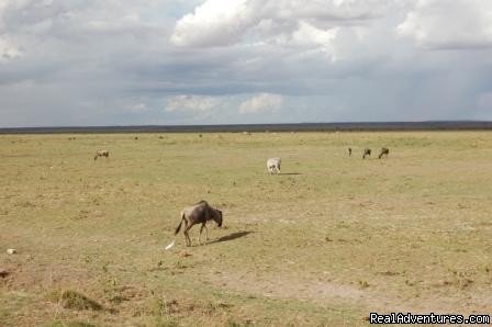 Wildbeeste at the Amboseli national park