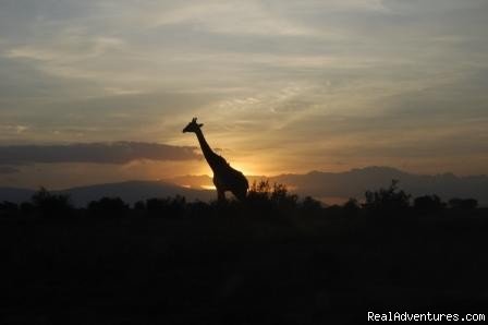 Giraffe at sunset,