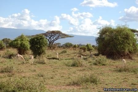 Scenery and wildlfe Kenya