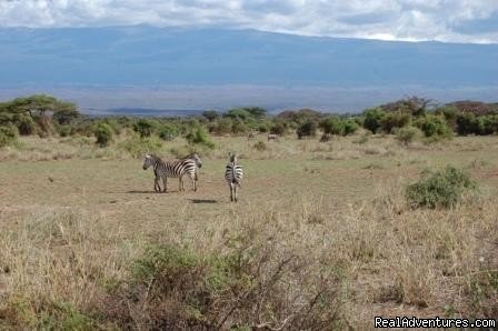 Zebra | Kenya safari tour operator for Nairobi and Mombasa | Image #8/24 | 