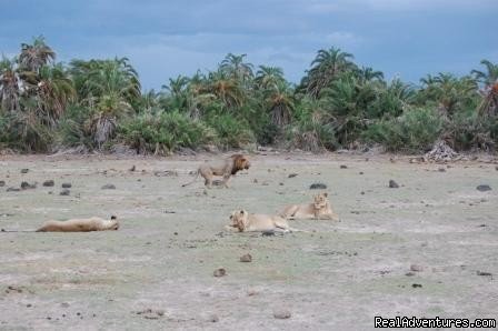 A pride of lions.Amboseli National park. | Kenya safari tour operator for Nairobi and Mombasa | Image #22/24 | 