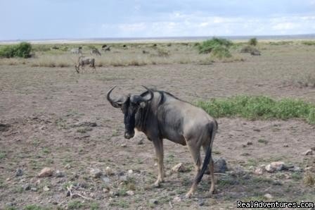 Wildebeeste at Amboseli national park. | Kenya safari tour operator for Nairobi and Mombasa | Image #23/24 | 
