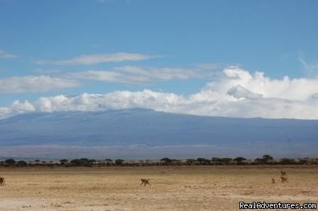 Scenery,wildlife and views. | Kenya safari tour operator for Nairobi and Mombasa | Image #24/24 | 