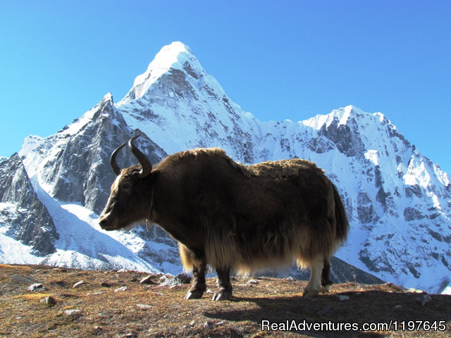 Trekking and Hiking in Nepal Yak & Mountain