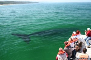 Whale, Dolphin and Seal watching tours