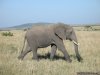 Wildlife Safaris & Beach Holidays In East Africa | Nairobi, Kenya