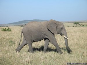 Wildlife Safaris & Beach Holidays In East Africa