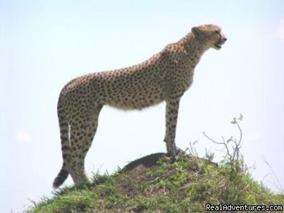 Cheeter | 14 Nights Safari In Kenya And Tanzania | Image #5/9 | 