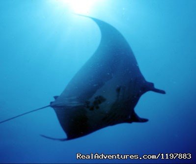 Manta Ray At Catalina Island Costa Rica | Scuba Diving In Costa Rica With Bill Beard | Playa Hermosa, Costa Rica | Articles | Image #1/23 | 