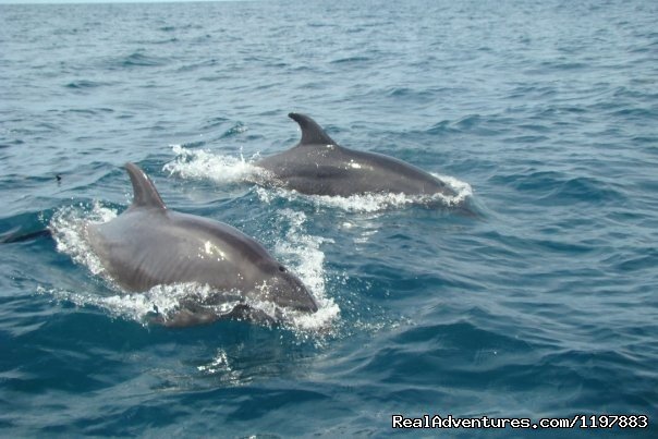 Dolphins are seen daily from the boats in Costa Rica | Scuba Diving In Costa Rica With Bill Beard | Image #4/23 | 