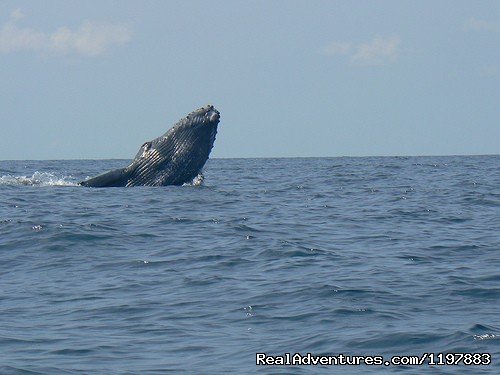 Humpback whales are seen on two migrations annually  | Scuba Diving In Costa Rica With Bill Beard | Image #6/23 | 
