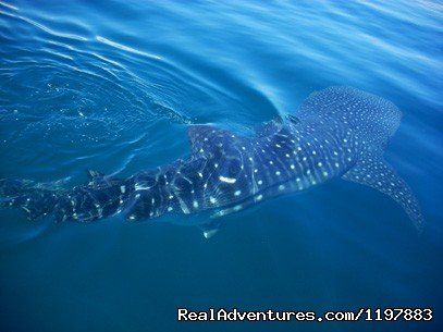 Whale shark spotted on top of the water | Scuba Diving In Costa Rica With Bill Beard | Image #7/23 | 