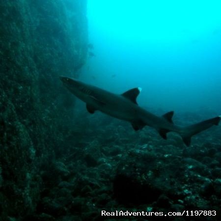 White tip reef shark Costa Rica | Scuba Diving In Costa Rica With Bill Beard | Image #9/23 | 
