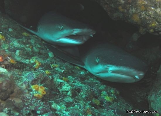 hite Tip Sharks in tha cave at Catalina Island, Costa Rica | History Of Scuba Diving & Adventure In Costa Rica | Image #7/8 | 