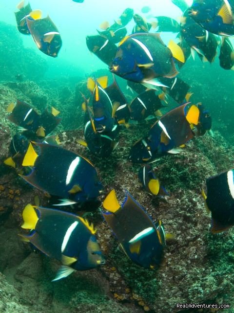 Schooling King Angel Fish | History Of Scuba Diving & Adventure In Costa Rica | Image #8/8 | 