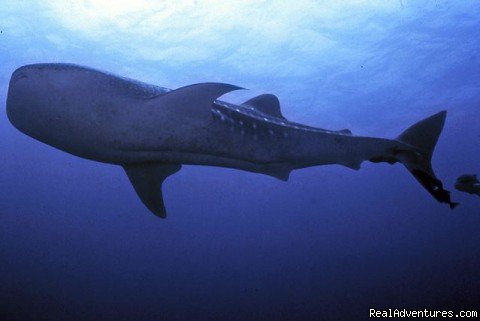 Whale Sharks in Costa Rica (Rhincodon typus) | History Of Scuba Diving & Adventure In Costa Rica | North Pacific, Costa Rica | Articles | Image #1/8 | 
