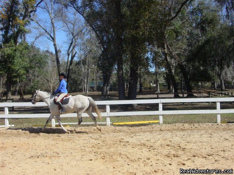Beautiful Trail Rides Minutes from Downtown Ocala Horseback riding lessons