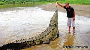 Crocodiles On The Tarcoles River With Bill Beard's | Central Pacific, Costa Rica | Articles