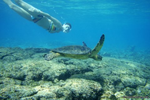 Snorkel with the local sea turtles