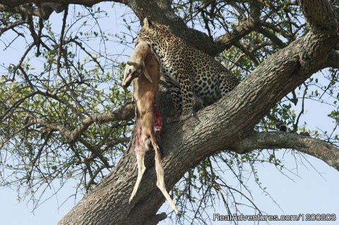A  Leopard On A Tree With A Kill