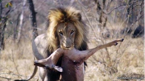 Male Lion Hunting