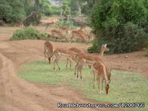Masai Mara special