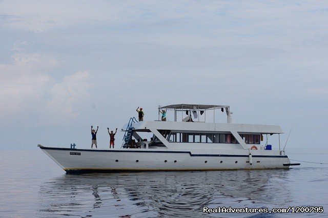 Dolphin safari Boat . | Maldives Trips - Fishing, Surfing, & Scuba Diving | Image #5/19 | 