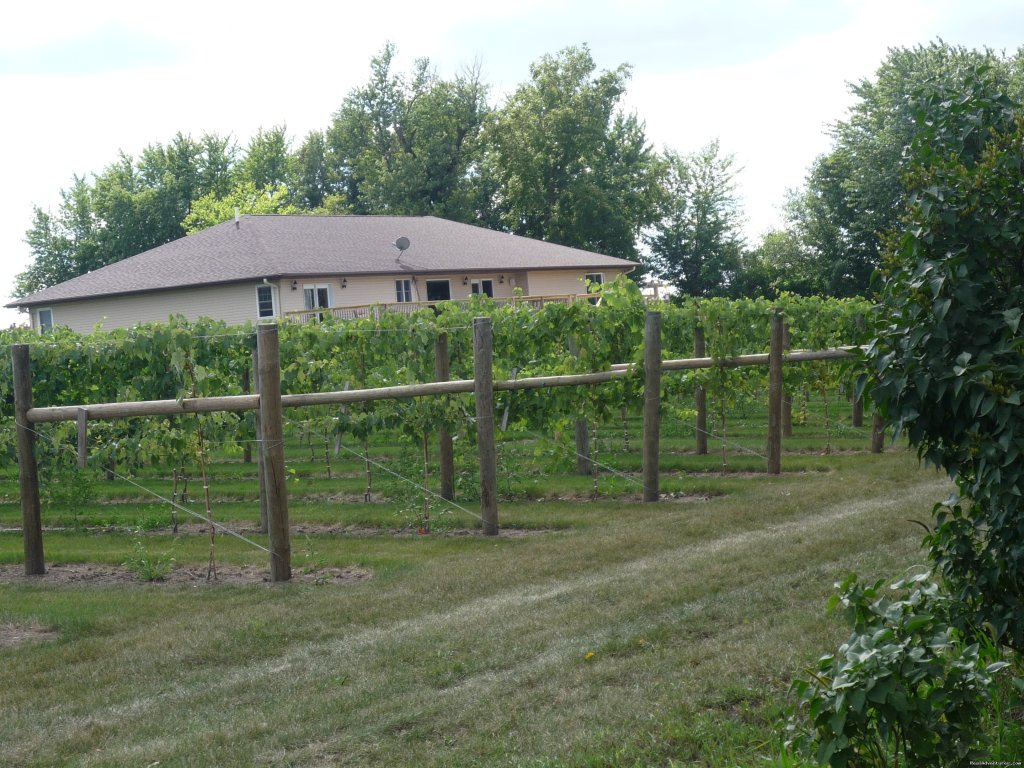 stroll through the vineyard | InnSpiration Bed & Breakfast- A Country Getaway | Image #7/23 | 