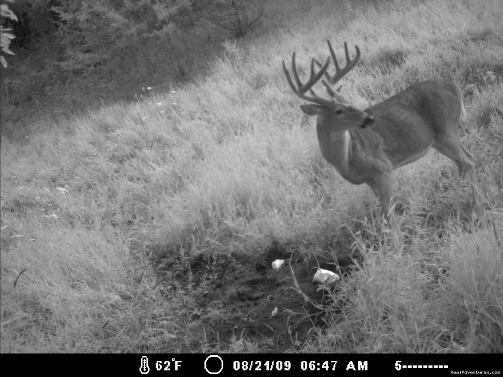 Trophy Whitetail picture taken by our trail cam | InnSpiration Bed & Breakfast- A Country Getaway | Image #21/23 | 