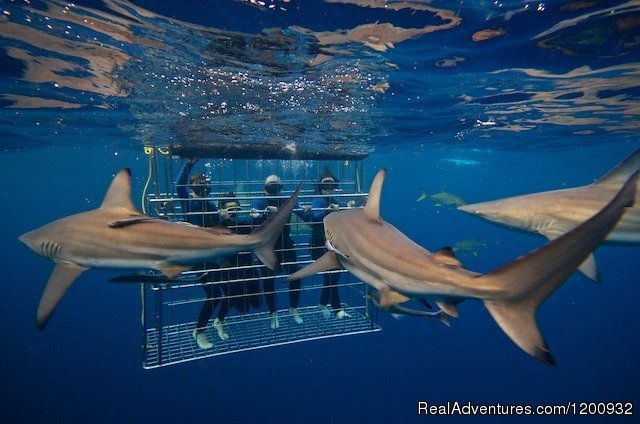 Shark Cage Diving KZN | Image #2/4 | 