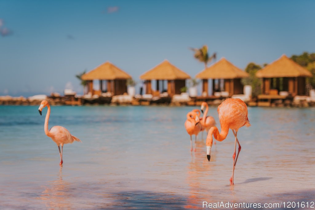 Renaissance Aruba Resort & Casino | Image #15/15 | 