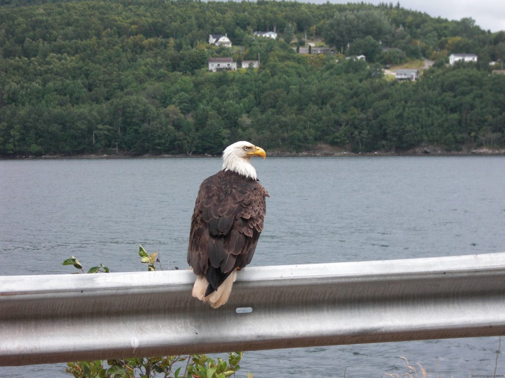 Wildlife abounds | Cycle The Cabot Trail With Freewheeling Adventures | Image #4/5 | 
