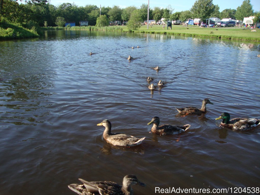 Paddling With The Ducks | South Mountain Park Family Camping & RV Resort | Image #3/3 | 