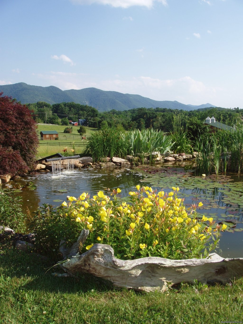Our Garden Pond | Enjoy the Great Outdoors at Fox Hill B&B Suites | Image #6/21 | 