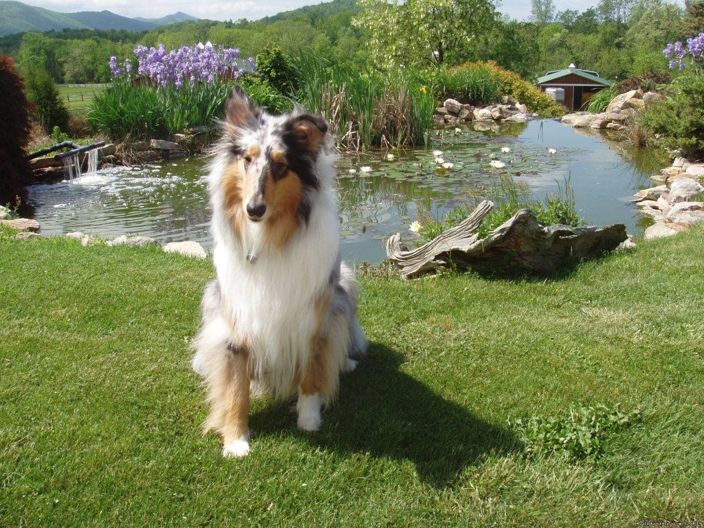 Visiting canine Callie enjoys a break | Enjoy the Great Outdoors at Fox Hill B&B Suites | Image #11/21 | 