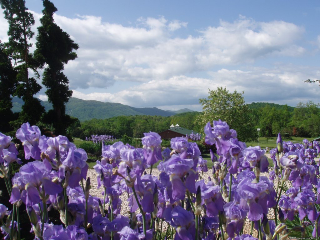 May irises in full bloom | Enjoy the Great Outdoors at Fox Hill B&B Suites | Image #17/21 | 