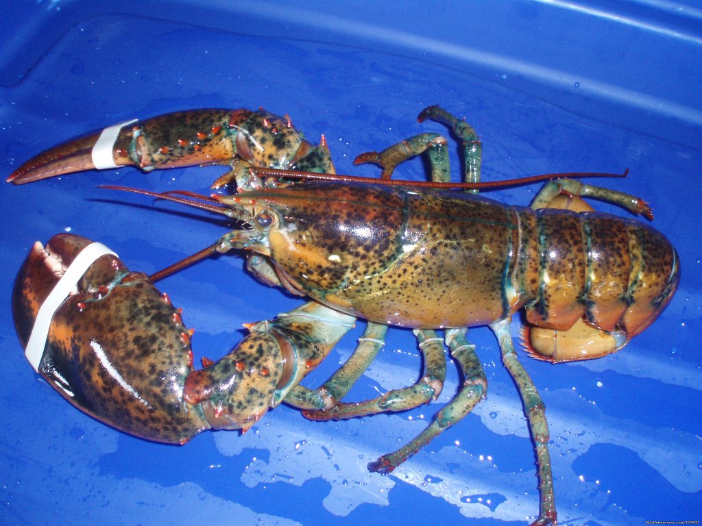 Live Lobster | Cove Motel & Mariner Dining Room | Image #11/15 | 