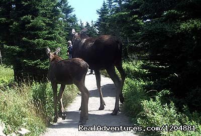 Moose | Cabot Trail Backpackers Hostel | Image #14/17 | 