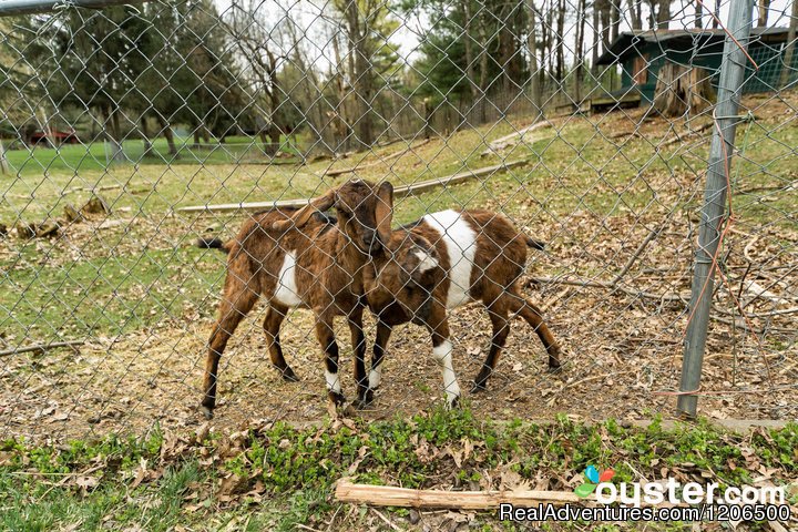 Friendly Goats | Wooded Log Cabins at Birchcliff Resort | Image #4/8 | 