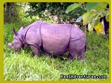 Royal Chitwan National Park | Ktm, Nepal | Wildlife & Safari Tours