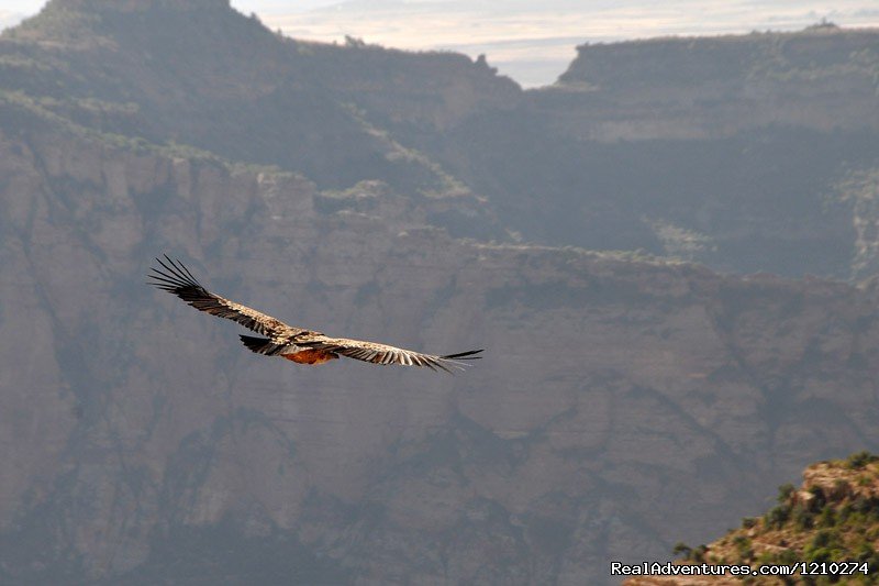 Lammergyers-the biggest bird of the area | Trekking in Ethiopia/Semien Mountain trekking | Addis Abababa, Ethiopia | Hiking & Trekking | Image #1/8 | 
