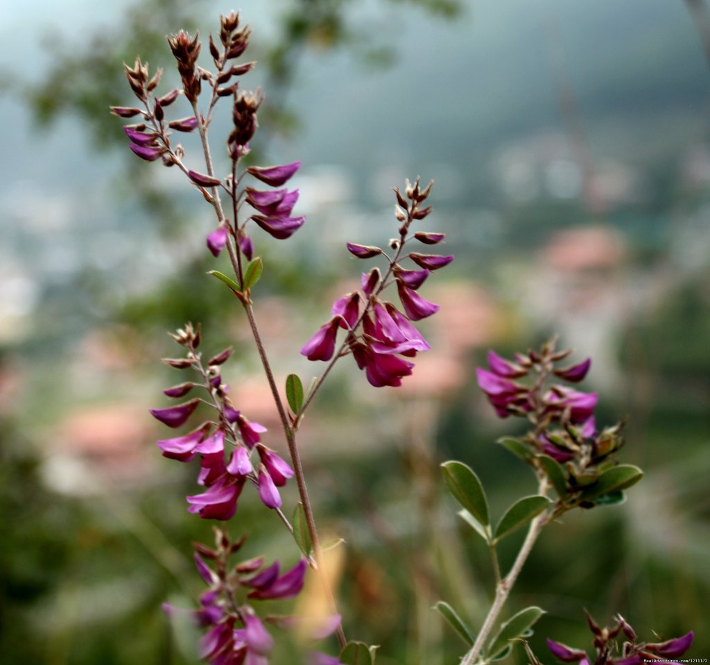 Green Bhutan | Beautiful Bhutan | Image #9/15 | 