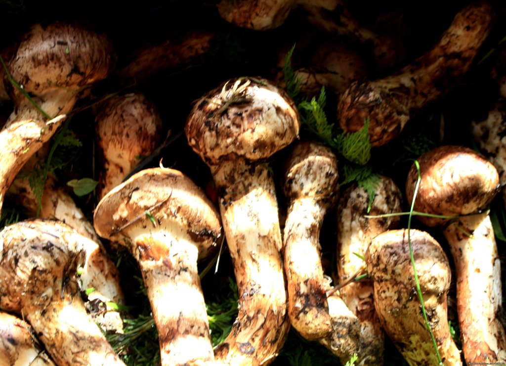 Fresh Mushroom | Beautiful Bhutan | Image #14/15 | 
