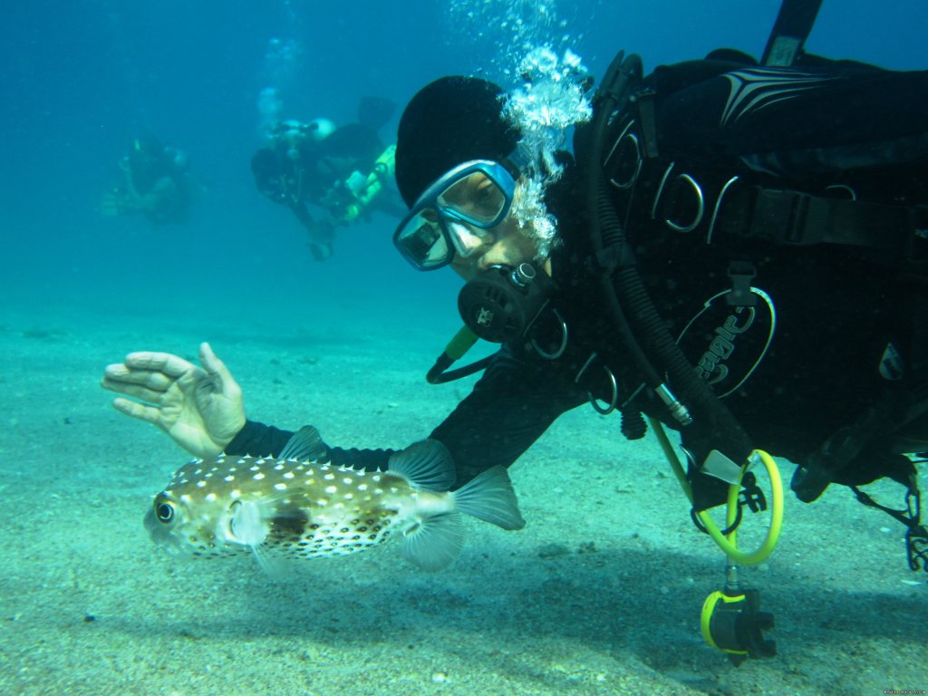 Dive Tel Aviv private diving in Israel | Dive Tel Aviv Diving Center | Tel Aviv, Israel | Scuba Diving & Snorkeling | Image #1/3 | 
