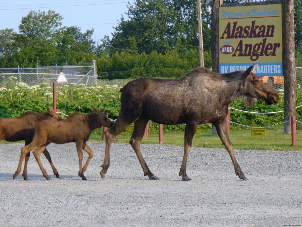 Moose frequent our park | Alaskan Angler RV Resort, Cabins & Charters | Image #3/6 | 